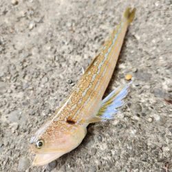 久しぶりの投稿