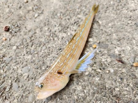 久しぶりの投稿