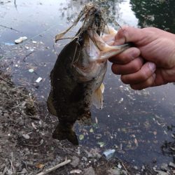 パワーフィネスで1本