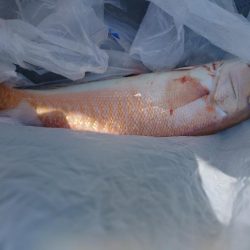 激渋なんとか白甘鯛1匹