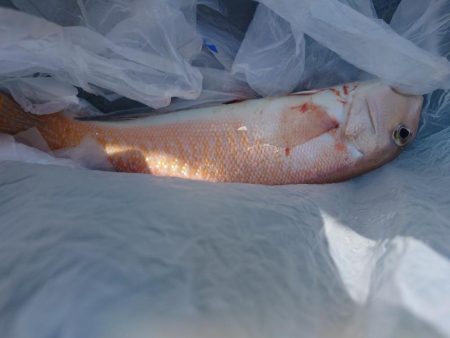 激渋なんとか白甘鯛1匹