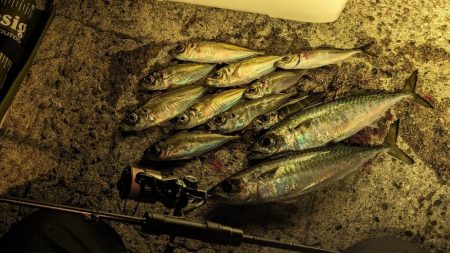 渋滞回避アジング