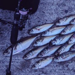 やる事が定まらんアジング