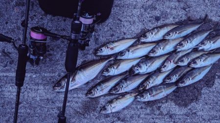 やる事が定まらんアジング