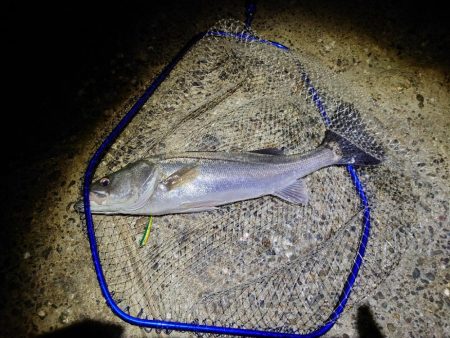 超久々にまぁまぁのサイズ♪