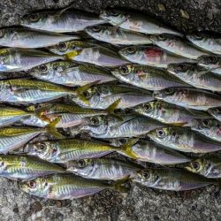 ハンポワ縛りアジング