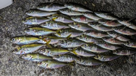 ハンポワ縛りアジング