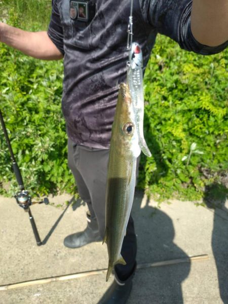 初めて釣ったカマス。
