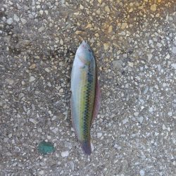 久しぶりのさかな