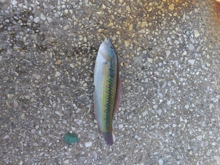 久しぶりのさかな