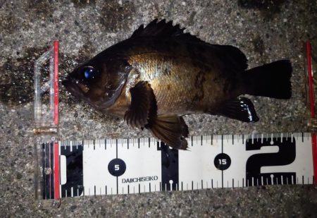 また時合は一瞬