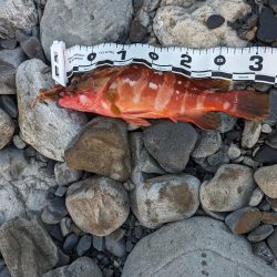 陸っぱり釣行記