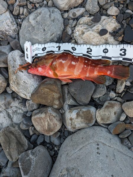 陸っぱり釣行記