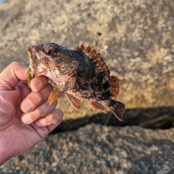 陸っぱり釣行記