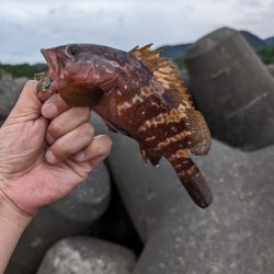 陸っぱり釣行記