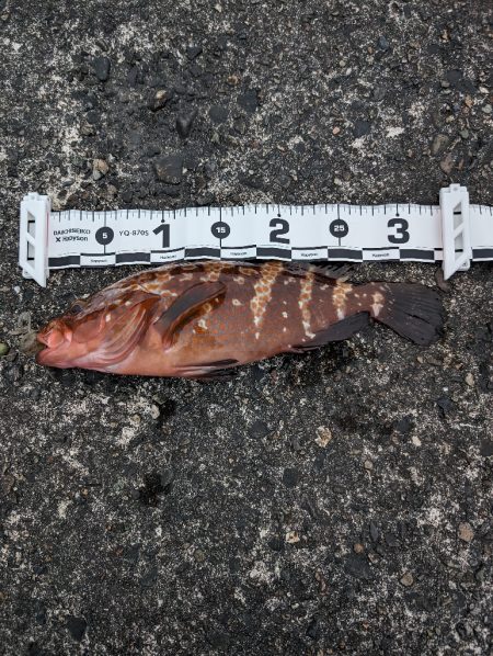 陸っぱり釣行記