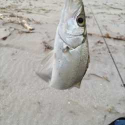 ヒラセイゴ爆釣！