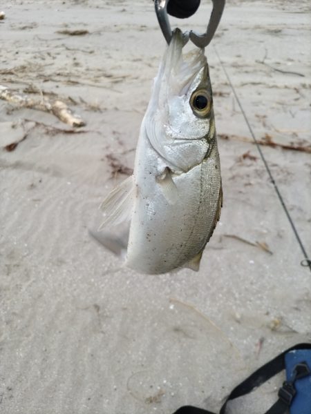 ヒラセイゴ爆釣！