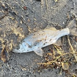 ベタ凪でも釣れました。