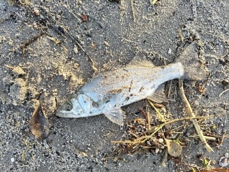 ベタ凪でも釣れました。