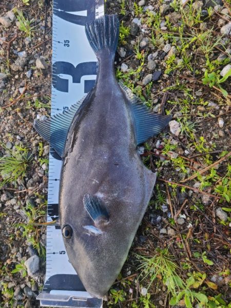 ♂️ウマズラハ…