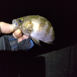 サイズも数も。