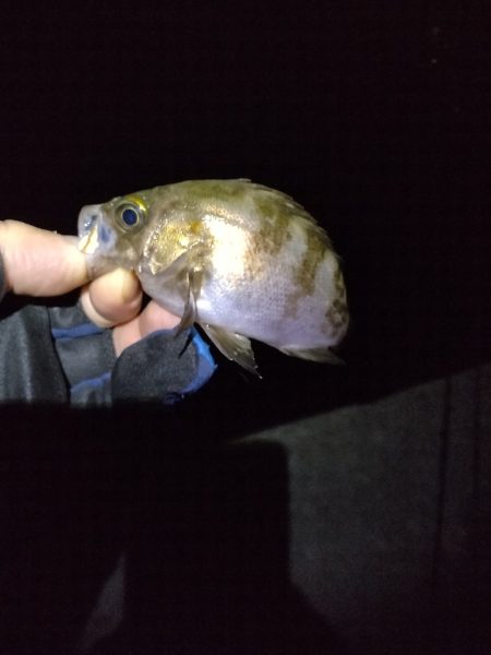 サイズも数も。