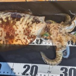 春一番は風の方彡🌀