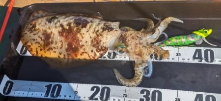 春一番は風の方彡🌀