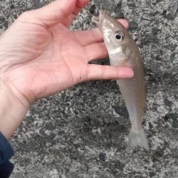 寒い‼️キス釣り