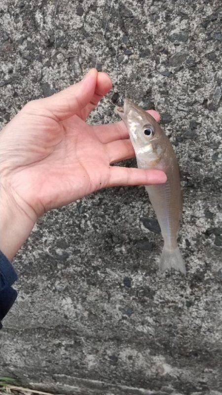 寒い‼️キス釣…