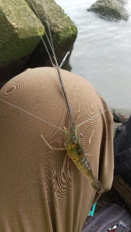 テナガエビ釣り