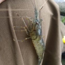 小雨の海老釣り