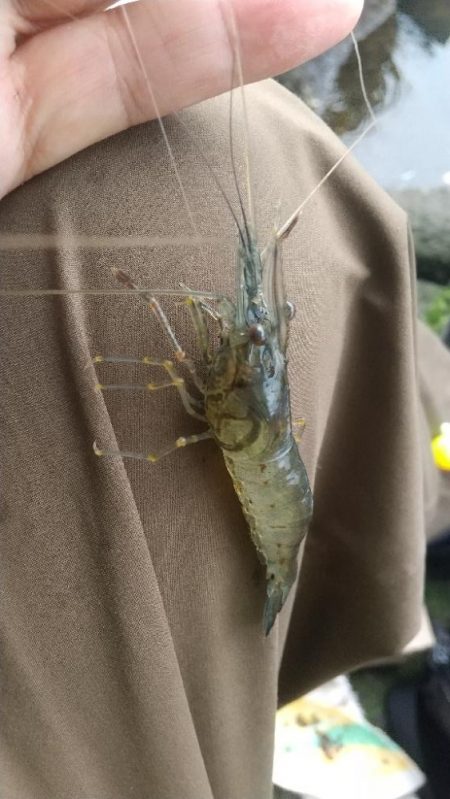 小雨の海老釣り