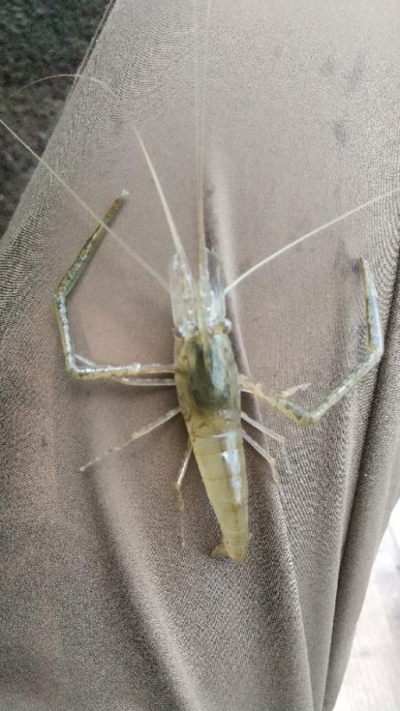 テナガエビ釣り