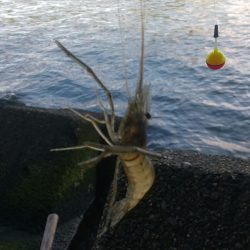 結局…テナガエビ釣りに。