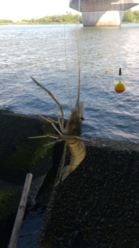 結局…テナガエビ釣りに。