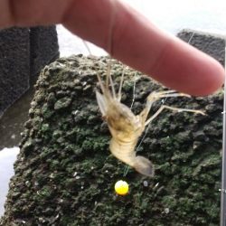 雨上がり間の海老釣り