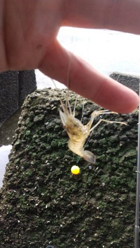 雨上がり間の海老釣り