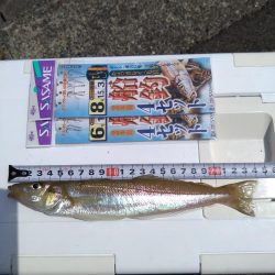 加斗の海岸で良型キス