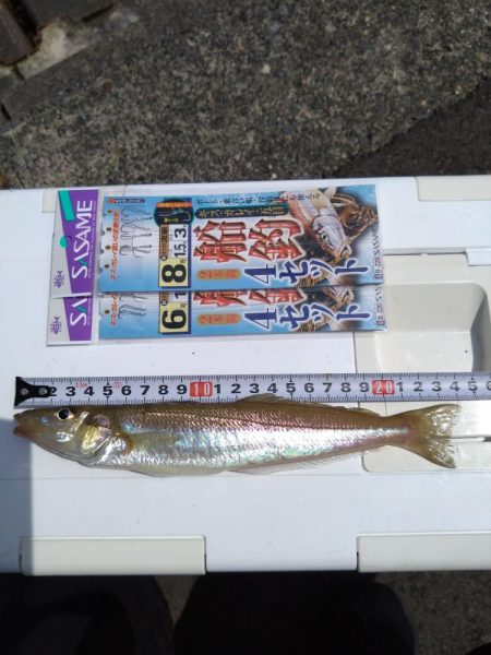加斗の海岸で良型キス