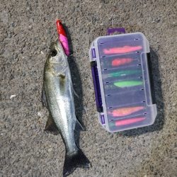 セイゴ30cmを1匹なんとか