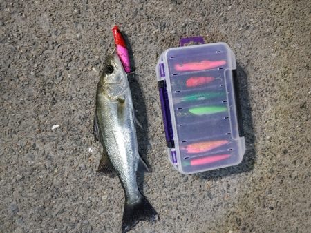 セイゴ30cmを1匹なんとか