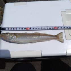 小浜湾でチョイ投げのシロギス