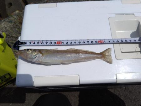 小浜湾でチョイ投げのシロギス