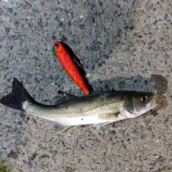 セイゴ25～30cmを3匹