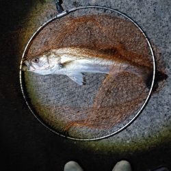 シーバス70cm出ました