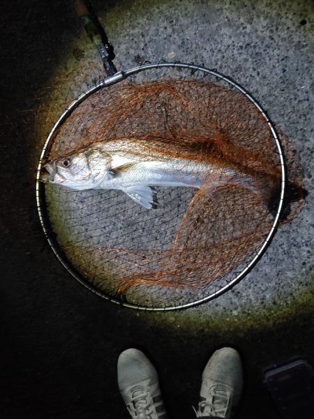 シーバス70cm出ました