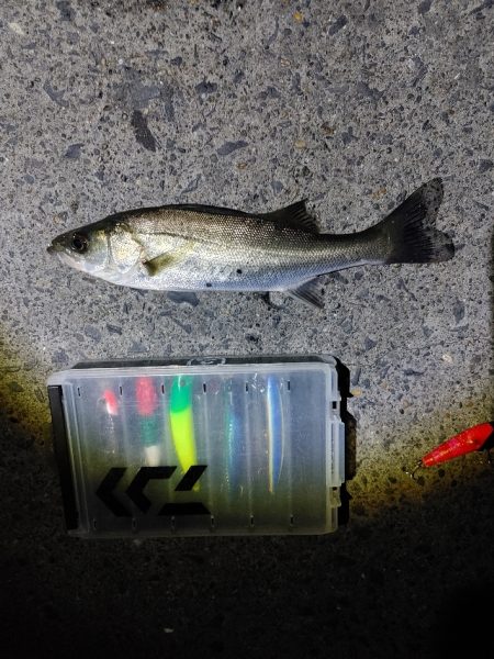 今回は大苦戦でした