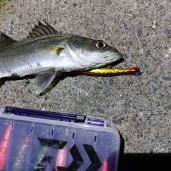 セイゴ30cmを2匹